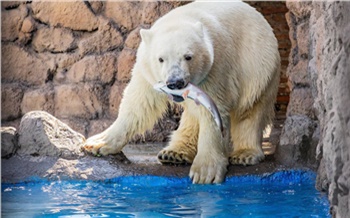 Красноярцам показали первую рыбалку привезенного из Геленджика белого медвежонка