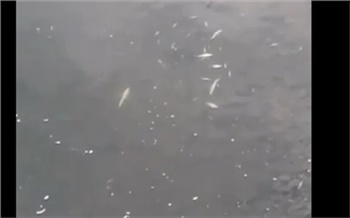 В Емельяновском районе выясняют причины массовой гибели рыб