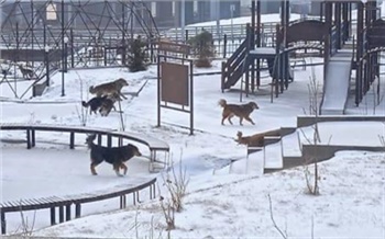 В Красноярске будут судить бывшего чиновника мэрии за халатность при отлове бродячих собак