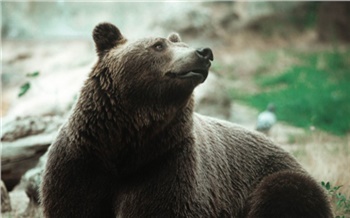 За неделю медведи 8 раз вышли к людям в окрестностях Дивногорска