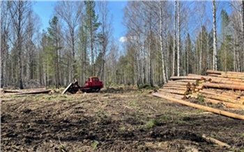 В Красноярском крае главу сельсовета заподозрили в сговоре с предпринимателями и вырубках леса на миллионы рублей