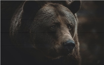 В Норильске четыре экипажа полиции пытались выгнать из города медведя. Пришлось застрелить