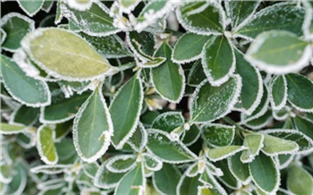 Прогноз о заморозках в Красноярском крае продлили еще на двое суток