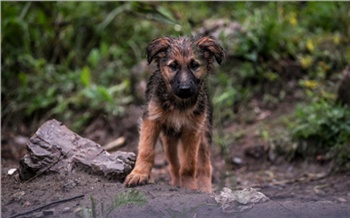 На юге Красноярского края расследуют загадочное убийство щенка: хозяйка нашла его задушенным на свалке