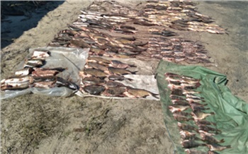 Очередного рыбного браконьера поймали на севере Красноярского края