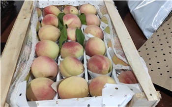 В Красноярске уничтожили почти 2 тонны больных персиков и груш
