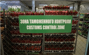 Красноярцы с начала 2022 года более тысячи раз нарушили таможенные правила в аэропорту. Везут насвай, продукты и семена