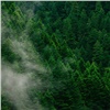 «Система чувствует себя хорошо»: в хвое красноярских лесов снизилось содержание фтора