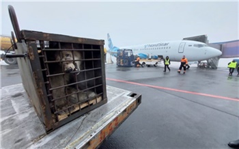 Раненую медведицу привезли из Норильска в Москву на лечение