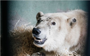 Динамика положительная: глава Росприроднадзора рассказала о состоянии спасенного на севере Красноярского края белого медведя