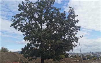 У знаменитого дуба в красноярской Николаевке высадят еще несколько таких же деревьев