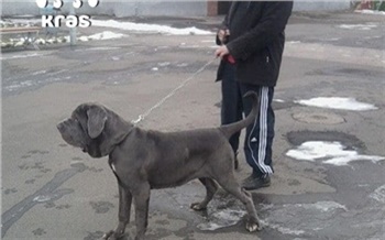 Житель Красноярского края забил собаку на глазах у малолетней дочери и избил жену