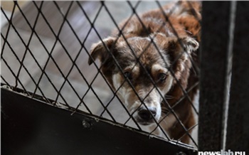 В Красноярске дадут субсидии на собачьи приюты