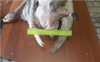 Жителя Таймыра будут судить за убийство краснокнижного лебедя