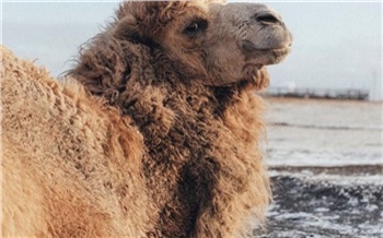 Красноярцев просят не подкармливать гуляющих по Солнечному верблюдов