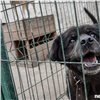 В Красноярске стартует прием заявок на получение субсидий на собачьи приюты