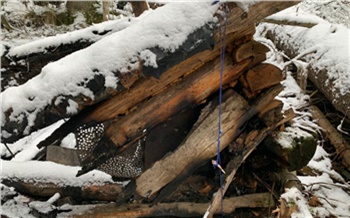 В лесной избушке под Железногорском нашли обгоревший труп мужчины. Это может быть пропавший местный журналист