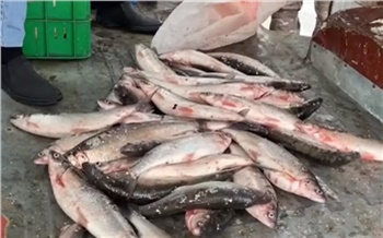 Грузовик со 150 кг ценной рыбы белых пород задержали на севере Красноярского края