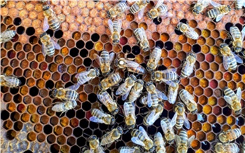 За массовую гибель пчел в Красноярском крае будут судить директора сельхозпредприятия. Ущерб превысил 16,5 млн рублей