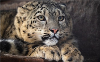 «Кошачьи нежности»: пермский зоопарк показал ирбиса из Красноярска Аксу и ее возлюбленного