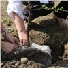 «Чтобы город преображался»: в санитарно-защитной зоне КрАЗа высадили 400 яблонь