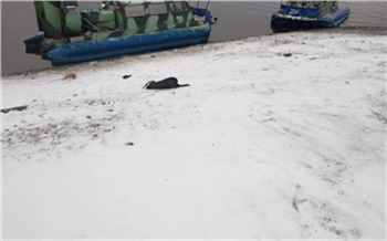 Катер-амфибия смертельно травмировал мужчину на севере Красноярского края