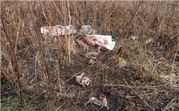Близ поселка в Ачинском районе обнаружили свалку свиных туш