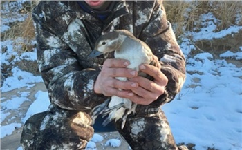 В заповеднике Красноярского края спасли вмерзшую в лед птицу