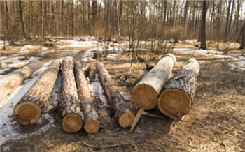 В Красноярском крае сотрудники центра защиты леса за миллион объявили деревья больным и разрешили их вырубку