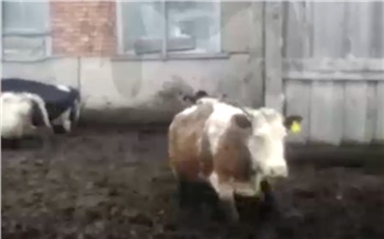 Жители Балахтинского района рассказали об утопающих в навозе коровах на одной из ферм. Полиция начала проверку