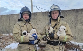 Пожарные из Красноярского края приютили собачью семью и теперь ищут для нее новых хозяев