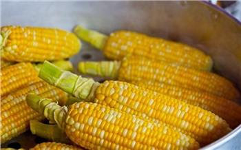 Отравившиеся кукурузой красноярцы идут на поправку