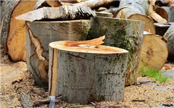 Житель Красноярского края незаконно вырубил лес на 260 тысяч рублей