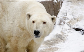 Лучший комплимент шеф-повару: на севере Красноярского края белый медведь пришел к ледоколу Вайгач на запах с камбуза