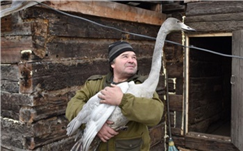 В Назаровском районе спасли краснокнижного лебедя и кормят его ряской с местной реки