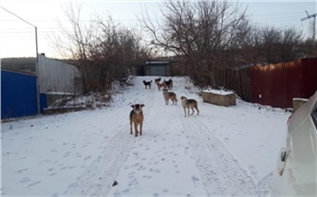 В Красноярске пересчитают бездомных собак