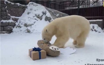 В Роевом ручье отметили день рождения белого медведя Ермака и подарили игрушку-нерпу с мясом