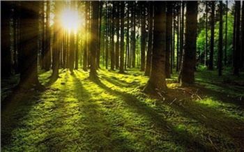 В Красноярском крае восстановили более 105 тысяч гектаров лесов