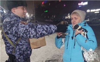 Красноярские росгвардейцы спасли замерзающих на дороге щенков