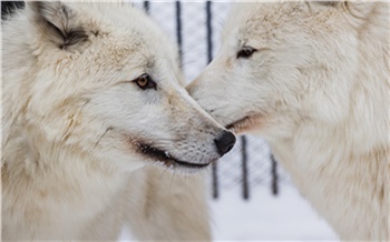 «Создают пару на всю жизнь»: красноярский «Роев ручей» показал ухаживания арктических волков