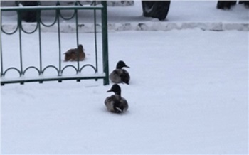 В Красноярске утки вышли на зимнюю прогулку в мороз