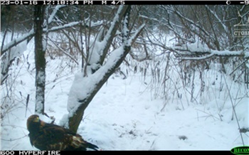 На красноярских «Столбах» заметили молодого беркута. Этих птиц давно не видели в нацпарке зимой