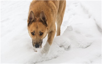 Растерзанное собаками тело красноярского пенсионера нашли на пустыре у дачного поселка