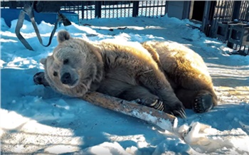 Медведь из красноярского зоопарка «предсказал» скорое наступление весны