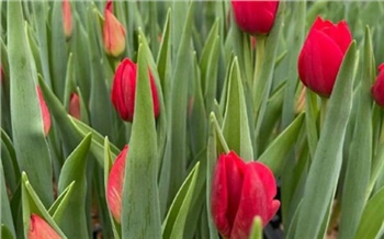 «Скоро весна!»: первые тюльпаны расцвели в красноярских теплицах