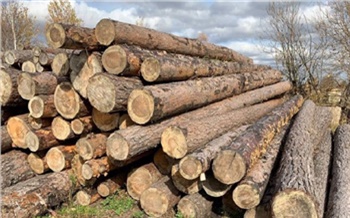 В Красноярском крае семью депутатов осудят за незаконную рубку леса