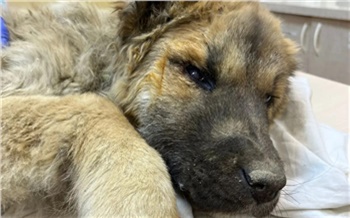В Красноярске врачи борются за жизнь найденного в мусорном баке щенка