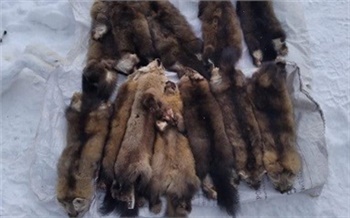 Убившего 12 соболей и 9 зайцев жителя Красноярского края наказали условно