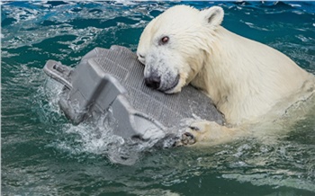Белые медведи в красноярском зоопарке открыли купальный сезон
