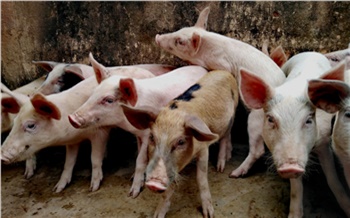 Вспышка африканской чумы свиней произошла на юге Красноярского края
